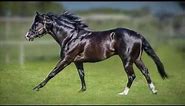 Nite Moves: 2009 Black AQHA Stallion