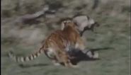 Tigresses vs Hyenas