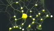 Slime mold form a map of the Tokyo-area railway system
