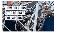 Dolphins are steel reinforced concrete structures that surround piers or bridge legs. They are designed to absorb collision if a ship hits a bridge or pier. The Key Bridge in Baltimore has dolphins, but they are around 100 meters away, failing to prevent a container ship colliding with the bridge, leading to its collapse. #dolphins #bridges #piers #keybridge #baltimore | CGTNEurope
