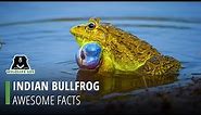 Facts About The Indian Bullfrog