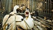 French Foie Gras Cruelty - Animal Equality Undercover Investigation