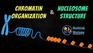 Chromatin Organization Animation || Nucleosome Structure