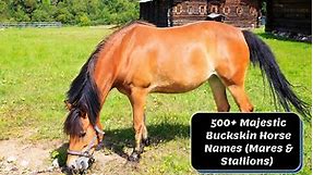 500  Majestic Buckskin Horse Names (Mares & Stallions)