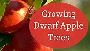 How to Grow a Dwarf Apple Tree