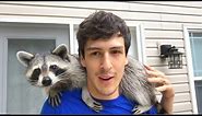 Living With A Raccoon: 1 Year Update