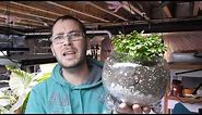 Transplanting a Frosty Fern (Selaginella) - Also Care Tips