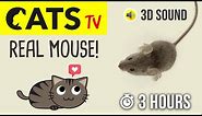 CATS TV - Catching REAL Mouse 🐭 HD - 3 HOURS (Game for cats to watch)