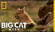 Becoming a Hunter | Puma! Elusive Hunter of the Andes