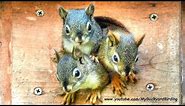 Funniest and Cutest Baby Squirrels !