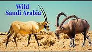 Arabian Wildlife- 20 Surprising Wild Mammals living in the Saudi Arabian Desert