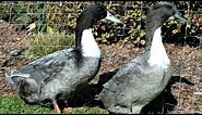 Blue Swedish Ducks | Organic Slug Control