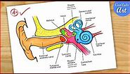 Ear Diagram drawing Colour / easy way / Draw Human Ear anatomy - Step by step for beginners / CBSE