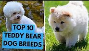 TOP 10 Teddy Bear Dog Breeds