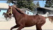 Turkish Rahvan Horses, Enjoying a clear air