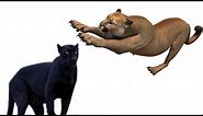 Puma VS Black Panther[PumaCougarMountain lion VS Black Panther Black Jaguar Leopard] Animal Battle.