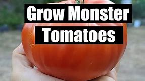 5 Secrets To Growing Giant Tomatoes