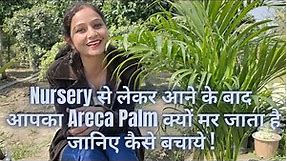 How to save dying Areca palm | Indoor plant care| Areca Palm care & information| #Nanhapodha