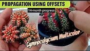 Gymnocalycium Multicolor Offset Propagation
