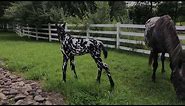 "Pizzazz" Leopard- Friesian X Appaloosa Colt - Decadent Colored Sport Horses.One Day Old