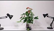 Elowan: A Plant-Robot Hybrid