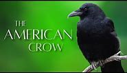 The AMERICAN CROW | Smart and Unique