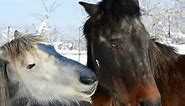 THESSALIAN HORSES // Horses, Donkeys and Katrin super life