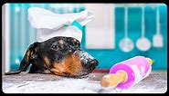 A Compliment From Chef! Cute & funny dachshund dog video!