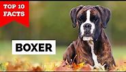 Boxer Dog - Top 10 Facts