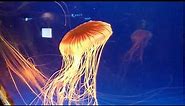 Osaka Kaiyukan Aquarium Japan Quallen - Jellyfish