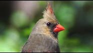 Female cardinal call / song / sounds