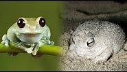 The CUTEST FROGS In The World