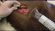 Horse Sarcoid Laser Surgery