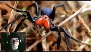 Red-headed Mouse Spider Male Action - Missulena occatoria