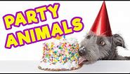 25 Adorable Animals Celebrating Birthdays