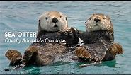 Otterly Adorable Marine Mammal: Sea Otter Facts & Information