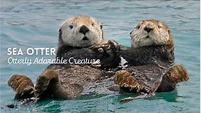 Otterly Adorable Marine Mammal: Sea Otter Facts & Information