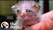 This Tiny Primate Is The World's Cutest Animal | The Dodo