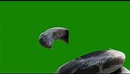 green screen video downloads copyright free anaconda snake