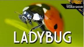 Ladybugs Come In Many Different Colors