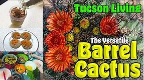 Barrel Cactus Harvest and Uses | Tucson Arizona