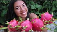 How to Pick and Eat a Dragon Fruit