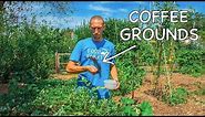 What Happens When You Use Coffee Grounds in the Garden?