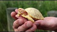 Albino Galapagos giant tortoise makes public debut