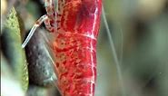 Unusual Anatomy: The Shrimp's Heart in its Head | SGK English