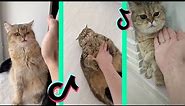 kung fu hand pranks on cats tiktok compilation