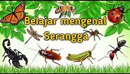 Belajar mengenal nama dan suara serangga | Suara binatang animasi | nama nama serangga