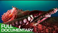Squids & Octopuses - Mysterious Hunters of the Deep Sea | Free Documentary Nature