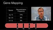 Genetic Recombination and Gene Mapping