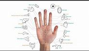 HAND ACUPUNCTURE 3: Koryo Hand Acupuncture Therapy